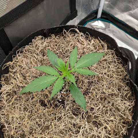 Cousin It growlog timeline photo