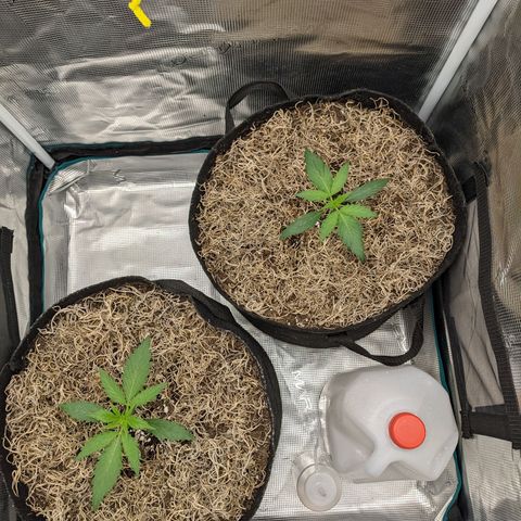 Cousin It growlog timeline photo