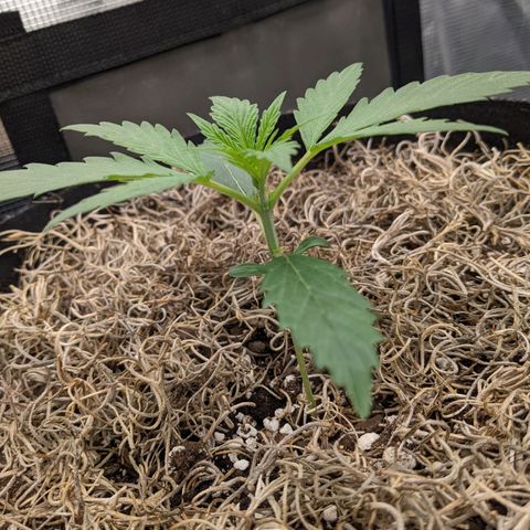 Cousin It growlog timeline photo