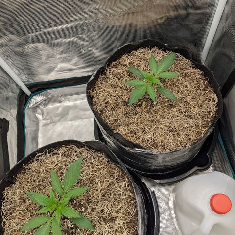 Cousin It growlog timeline photo