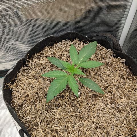 Cousin It growlog timeline photo