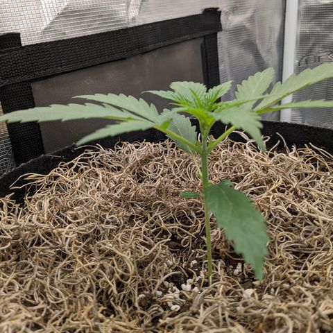 Cousin It growlog timeline photo