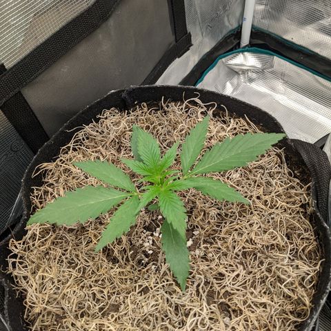 Cousin It growlog timeline photo