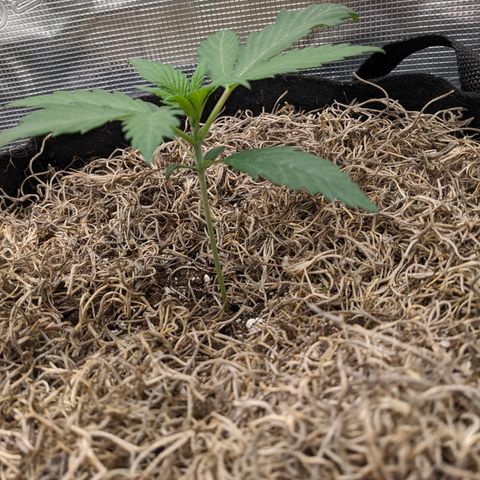 Cousin It growlog timeline photo