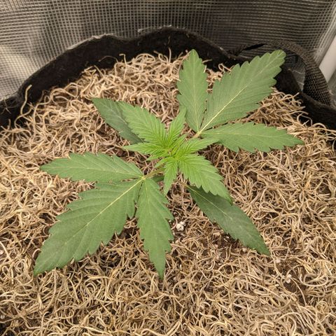 Cousin It growlog timeline photo