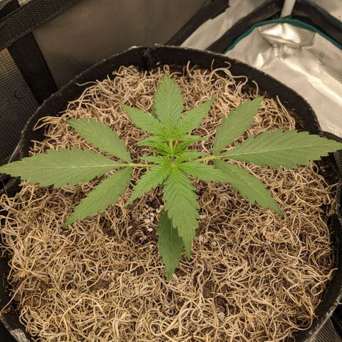Cousin It growlog timeline photo