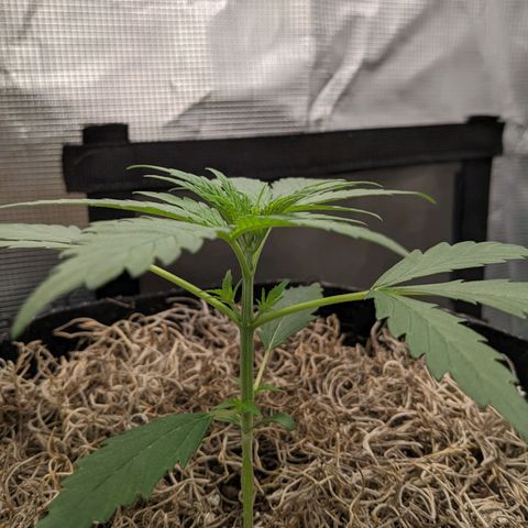 Cousin It growlog timeline photo