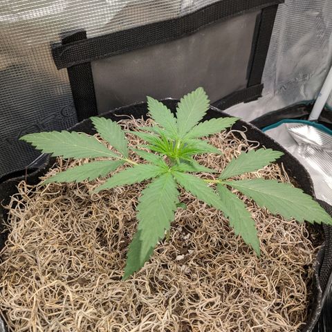 Cousin It growlog timeline photo