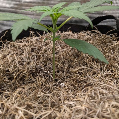 Cousin It growlog timeline photo