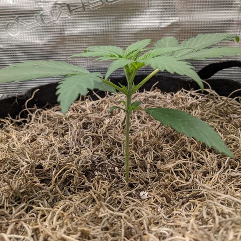 Cousin It growlog timeline photo