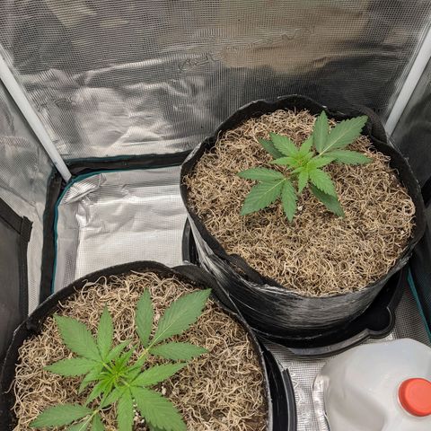 Cousin It growlog timeline photo
