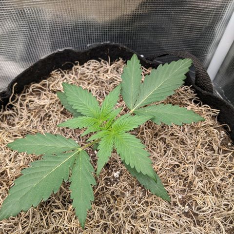 Cousin It growlog timeline photo