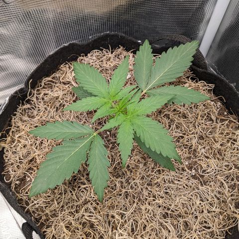 Cousin It growlog timeline photo