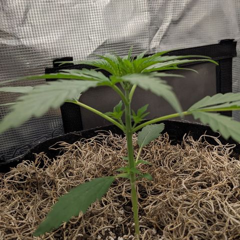 Cousin It growlog timeline photo