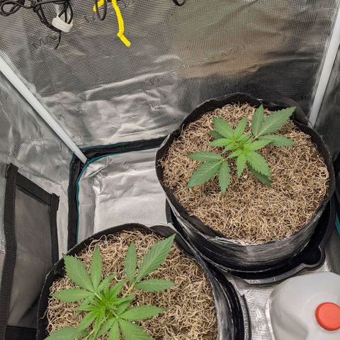 Cousin It growlog timeline photo