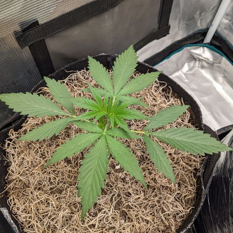 Cousin It growlog timeline photo