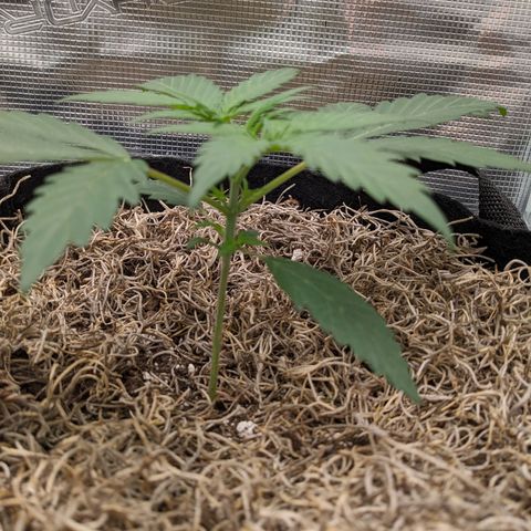 Cousin It growlog timeline photo