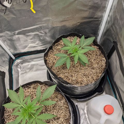 Cousin It growlog timeline photo