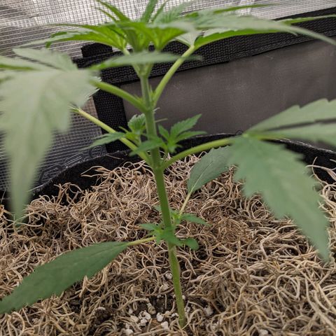 Cousin It growlog timeline photo