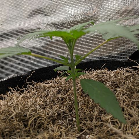 Cousin It growlog timeline photo