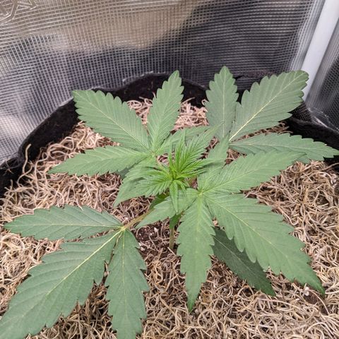 Cousin It growlog timeline photo