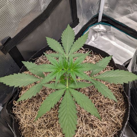 Cousin It growlog timeline photo