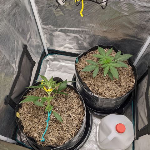 Cousin It growlog timeline photo