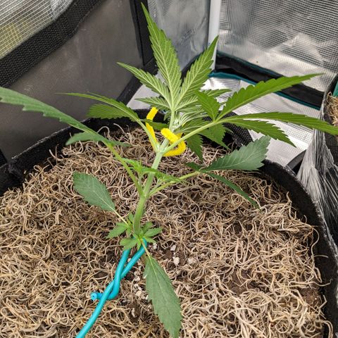 Cousin It growlog timeline photo