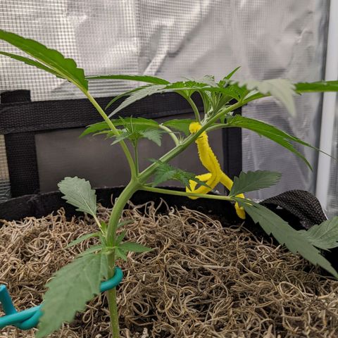 Cousin It growlog timeline photo