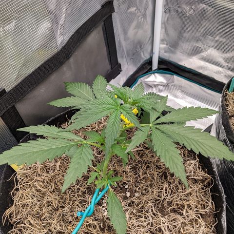 Cousin It growlog timeline photo