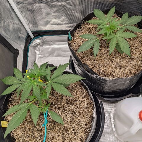 Cousin It growlog timeline photo