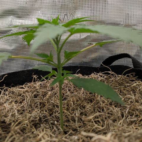 Cousin It growlog timeline photo