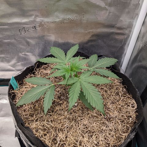 Cousin It growlog timeline photo