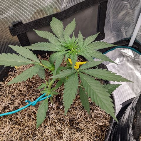 Cousin It growlog timeline photo