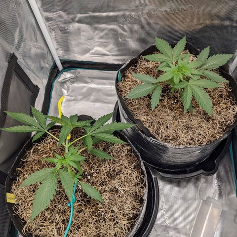 Cousin It growlog timeline photo