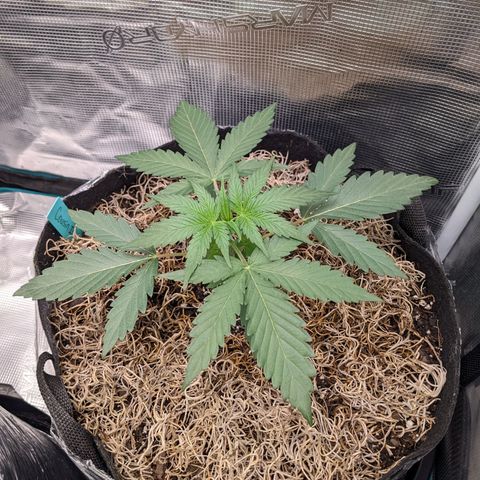 Cousin It growlog timeline photo