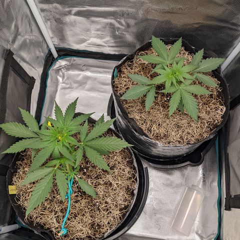 Cousin It growlog timeline photo