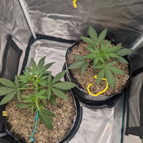 Cousin It growlog timeline photo