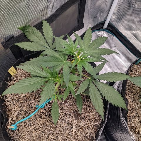 Cousin It growlog timeline photo