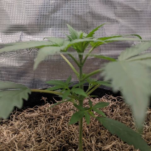 Cousin It growlog timeline photo