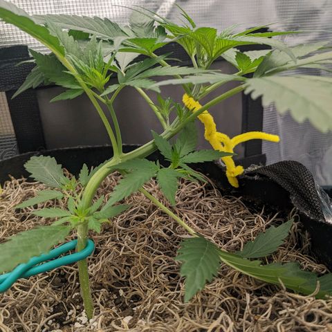 Cousin It growlog timeline photo