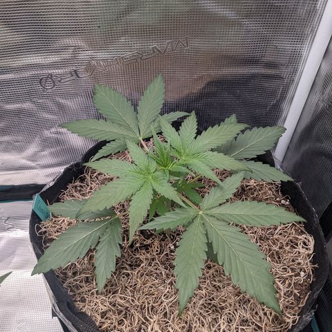 Cousin It growlog timeline photo