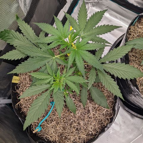 Cousin It growlog timeline photo