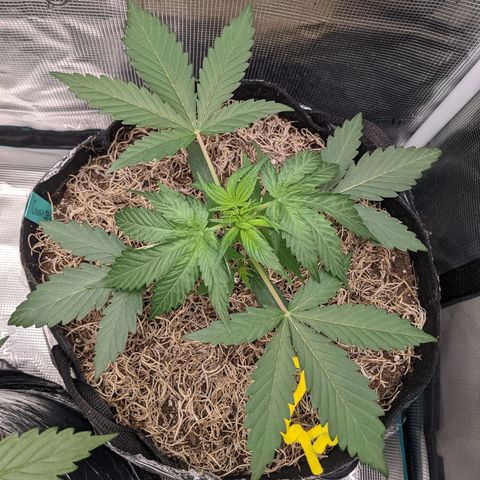 Cousin It growlog timeline photo
