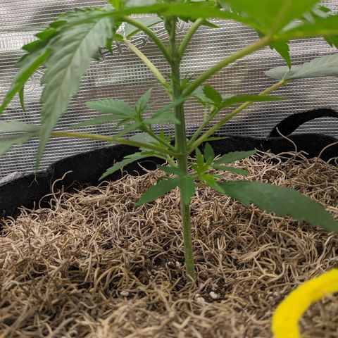 Cousin It growlog timeline photo