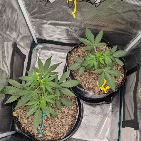 Cousin It growlog timeline photo