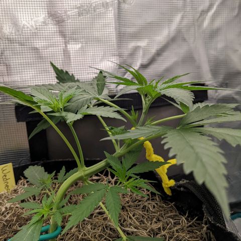 Cousin It growlog timeline photo
