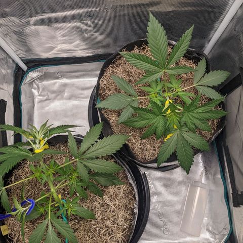 Cousin It growlog timeline photo