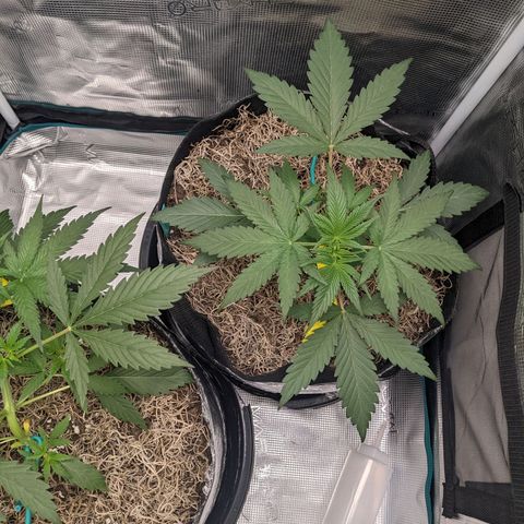 Cousin It growlog timeline photo