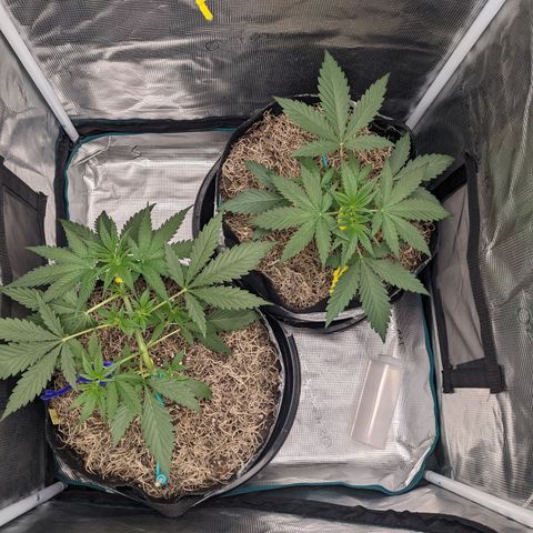 Cousin It growlog timeline photo